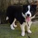 Kutya Border collie