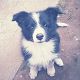 Kutya Border collie