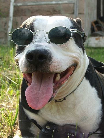 Pitbull terrier