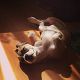 Kutya Jack Russel terrier