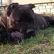 Kutya Cane corso