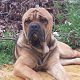 Kutya Cane corso