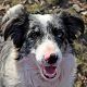 Kutya Border collie