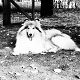 Kutya Collie