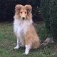 Kutya Collie