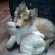 Kutya Collie