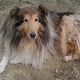 Kutya Collie