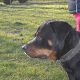 Kutya Rottweiler