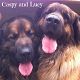 Kutya Leonberger