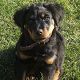 Kutya Rottweiler