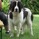 Kutya Landseer