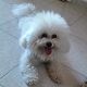 Kutya Bichon frise