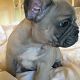 Kutya Francia bulldog