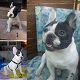Kutya Francia bulldog