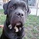 Kutya Cane corso