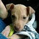 Kutya Pinscher