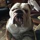 Kutya Bulldog