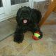 Kutya Tibeti terrier