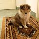 Kutya Collie