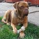 Kutya Bordeaux-i dog