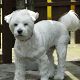 Kutya Bichon bolognese