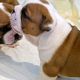 Kutya Bulldog