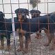 Kutya Rottweiler