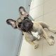 Kutya Francia bulldog