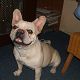 Kutya Francia bulldog