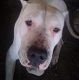 Kutya Argentin dog