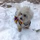 Kutya Bichon frise