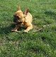 Kutya Francia bulldog