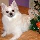 Kutya Spitz