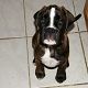 Kutya Boxer