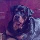 Kutya Rottweiler