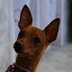 Kutya Pinscher