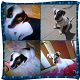 Kutya Jack Russel terrier