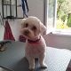 Kutya Bichon bolognese