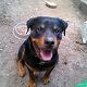 Kutya Rottweiler