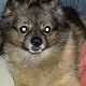 Kutya Spitz