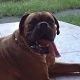 Kutya Boxer