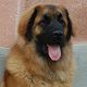 Kutya Leonberger