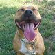 Kutya Pitbull terrier