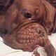 Kutya Bordeaux-i dog