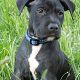 Kutya Staffordshire bullterrier
