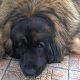 Kutya Leonberger