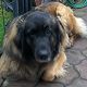 Kutya Leonberger