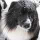 Kutya Border collie