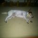 Kutya Jack Russel terrier