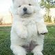 Kutya Chow-chow